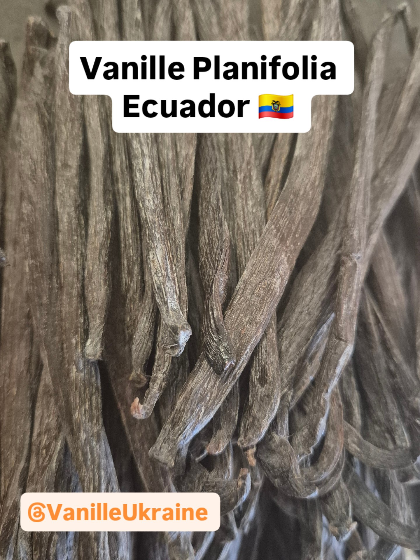Planifolia Ecuador